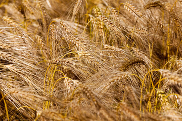 agricultural field with mature golden yellow cereals