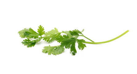 green coriander leaves with drop of water over on white background