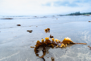 Seaweed, laminaria on the beach, foggy day, Nova Scotia, Canada.