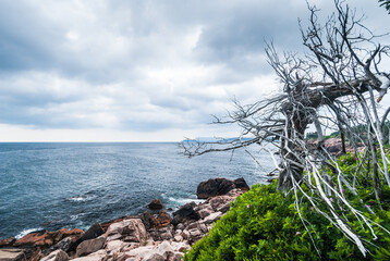 Dead dry tree on a beach, Cape Breton Highlands, Nova Scotia, Canada