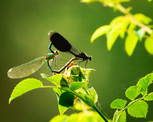Libelle beim Marchfeldkanal, Wien, Österreich