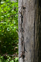 old barbed wire on the fence to protect the territory