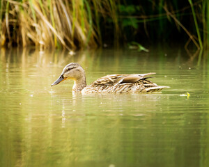 Ente im Marchfeldkanal, Wien, Österreich