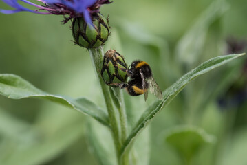 A bumblebee on a cornflower bud.