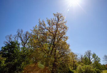 Fototapeta premium deciduous trees in the spring season with green foliage