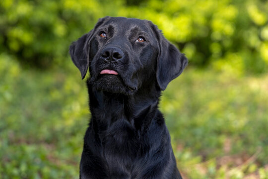 Labrador steekt tong uit