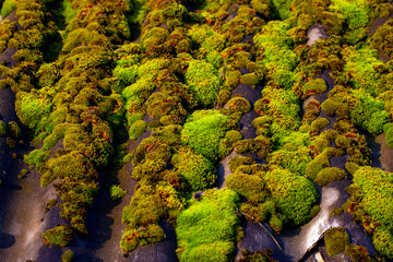the roof of slate overgrown with moss and lichen