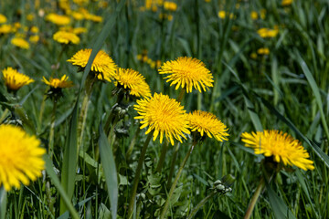 spring flowers dandelions on the field during blooming