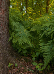 Fern leaves sprout next to a moss-covered tree