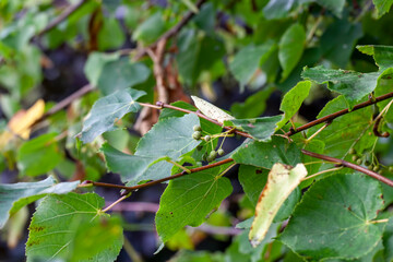 nature in the autumn season with color-changing foliage