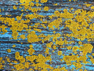 lichens and moss on an old wooden blue board.