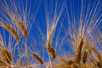 golden-colored ripe wheat in the field