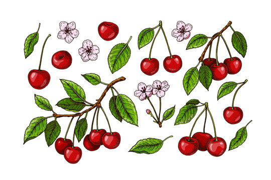 Set of hand drawn cherry branches, berries and flowers. Vector illustration in colored sketch style
