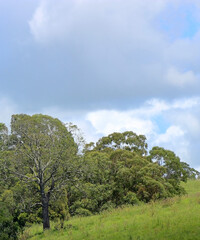 Fototapeta premium tree in the field