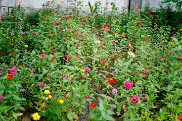 Fototapeta na wymiar blurred red and yellow flowers in the garden