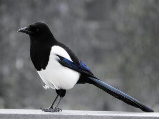 Urruca blanca, negra, azul