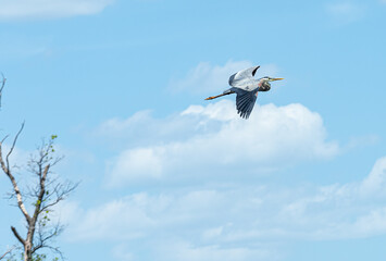Great Blue Heron flies across blue skies