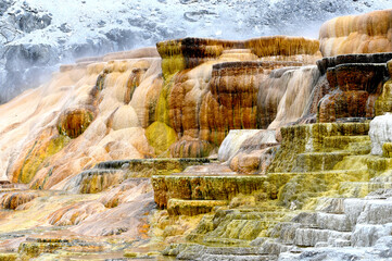 Canary Spring Terraces Mammoth Hot Springs Yellowstone National Park