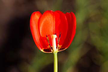 pistil and stamens of a tulip growing in the garden