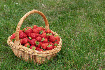 Fresh, red strawberries lie in a wicker basket on the grass. Mockup, postcard with place for text....