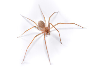 Closeup picture of a male of the Mediterranean recluse spider Loxosceles rufescens (Araneae: Sicariidae), a medically important spider with cytotoxic venom photographed on white background. - obrazy, fototapety, plakaty