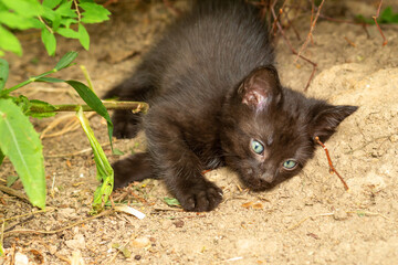 Kleines süßes Kätzchen, Hauskatze, schwarze Babykatze beim Spielen, liegend auf der Erde