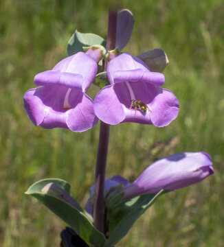A Large-flowered Beardtongue blooms in the prairie