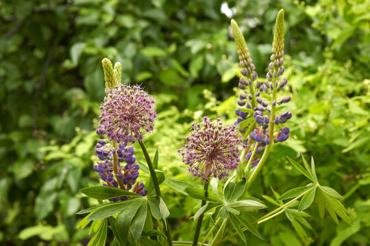 Flower arrangement of allium nutans and lupines in the garden. Macro photography. Selective focus.
