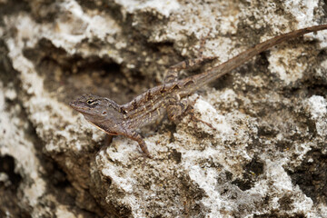 Brown Anole - Anolis sagrei also Cuban brown or De la Sagra anole, lizard in Dactyloidae, native to Cuba and Bahamas, widely introduced in Florida, Hawaii, Caribbean islands, Mexico, Taiwan