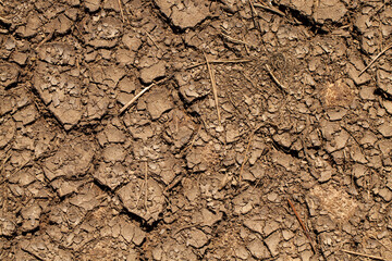 dried up land with manure in an agricultural field
