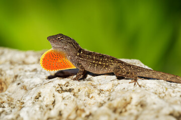 Brown Anole - Anolis sagrei also Cuban brown or De la Sagra anole, lizard in Dactyloidae, native to Cuba and Bahamas, widely introduced in Florida, Hawaii, Caribbean islands, Mexico, Taiwan