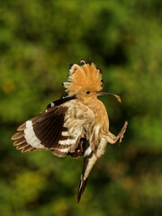 Eurasian Hoopoe (Upupa epops) feeding it's chicks captured in flight. Wide wings, typical crest and prey in the beak. Hunting insect, lizard, gecko, spiders, grub, maggot and worms
