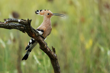 Eurasian Hoopoe (Upupa epops) feeding it's chicks captured in flight. Wide wings, typical crest and prey in the beak. Hunting insect, lizard, gecko, spiders, grub, maggot and worms