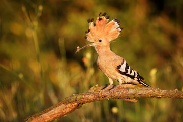 Eurasian Hoopoe (Upupa epops) feeding it's chicks captured in flight. Wide wings, typical crest and prey in the beak. Hunting insect, lizard, gecko, spiders, grub, maggot and worms