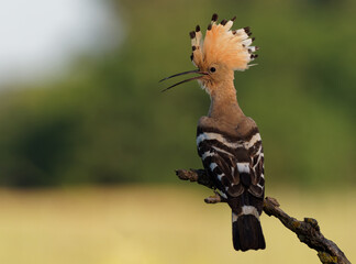 Eurasian Hoopoe (Upupa epops) feeding it's chicks captured in flight. Wide wings, typical crest and...