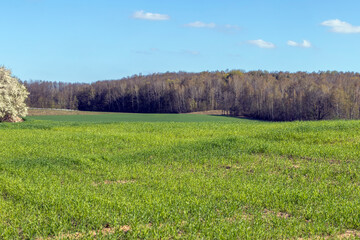 Fototapeta premium agricultural field where green unripe wheat grows