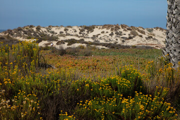 Coastal Parks & Recreation Beaches