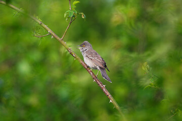 Barred Warbler - Sylvia nisoria singing birds, typical warbler, breeds in Europe and Asia, passerine bird strongly migratory, winters in tropical eastern Africa. Grey bird on the green background