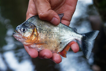 Red-bellied Piranha - Pygocentrus nattereri also red piranha, fish native to South America, found...