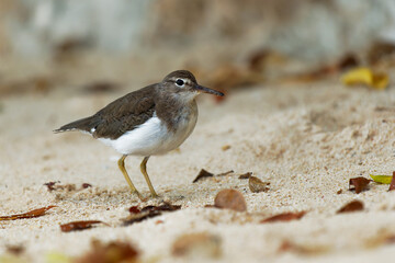 Spotted Sandpiper - Actitis macularius small shorebird, breeding habitat near fresh water of Canada and the United States, migrate to the South America, brown bird with short yellowish legs