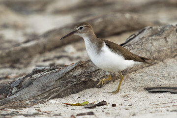 Spotted Sandpiper - Actitis macularius small shorebird, breeding habitat near fresh water of Canada and the United States, migrate to the South America, brown bird with short yellowish legs