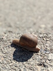 big snail on the asphalt in sunny day