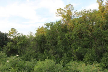 trees in the forest