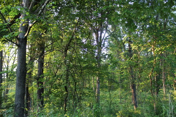 Fototapeta premium trees in the forest