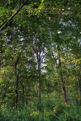 green forest in the morning