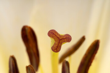 Macro detail of a white Lilium Bulbiferum isolated on white