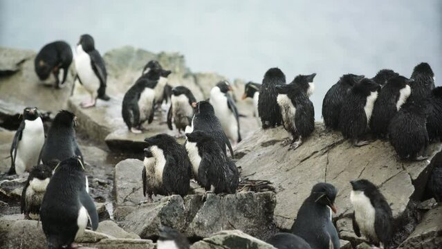 Lockdown Shot Of Wet Babies Of Rockhopper Penguins On Rocks - Patagonia, Argentina