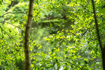 A forest lake behind dense green foliage