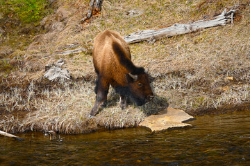 Bison calf Yellowstone National Park