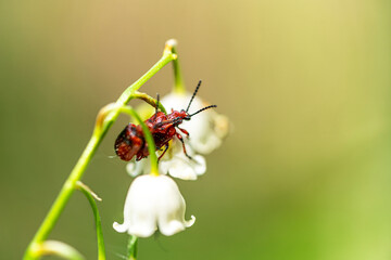 Two red mating beetles on a flower